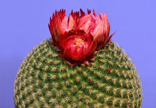 Close-up of a round cactus with red flower isolated in purple background.