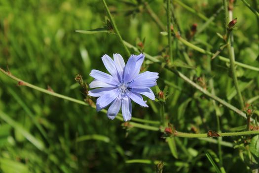 The picture shows blue chicory in the meadow