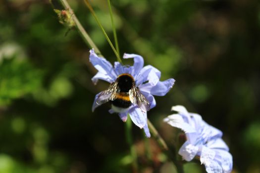 The picture shows a bumblebee on a blue chicory