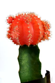 A small red cactus isolated in white background