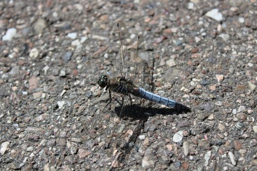 The picture shows black-tailed skimmer on the street