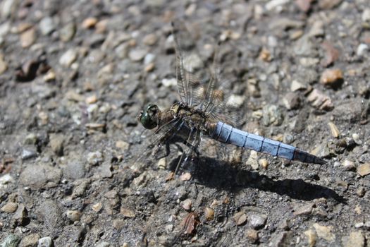 The picture shows black-tailed skimmer on the street