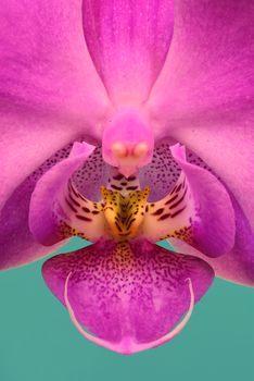 Close up of the center of a pink Dendrobium orchid