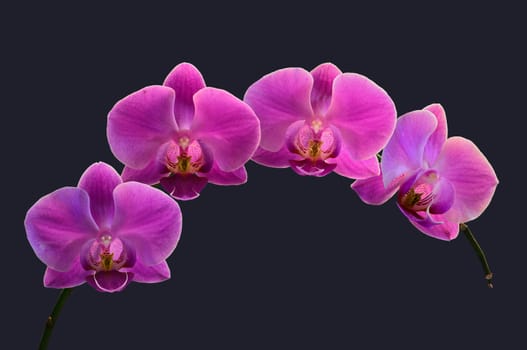 Macro image of a Dendrobium Orchid in dark background