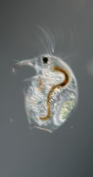 Water flea with embryo and antennae at high magnification in the water drop