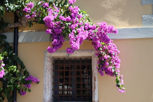 Flower of bougainvillea is a genus of plants of the family nyctaginaceae