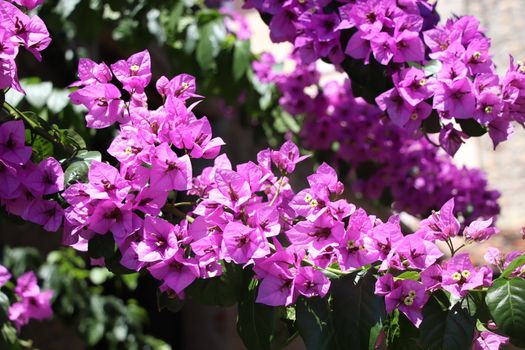 Flower of bougainvillea is a genus of plants of the family nyctaginaceae