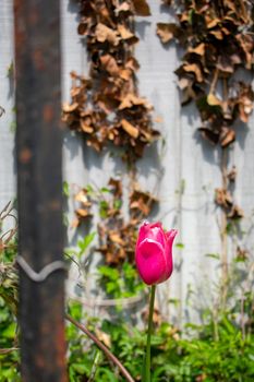 A Single Red Tulip Behind a Rusty Metal Fence With a Wall Covered in Dead Ivy Behind It