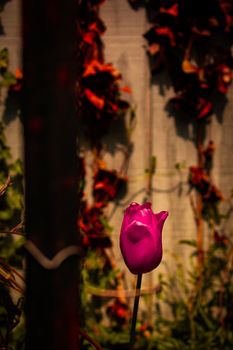 A Single Red Tulip Behind a Rusty Metal Fence With a Wall Covered in Dead Ivy Behind It