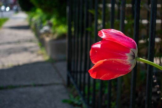 A Single Red Tulip Next to a Fence and Suburban Sidewalk