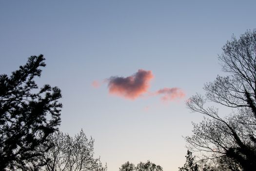 A Heart Shaped Pink Cloud on a Clear Blue Sky With Trees Around the Frame