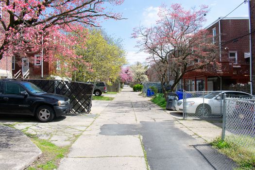 Looking Down an Old Alleyway During the Spring in Suburban Pennsylvania