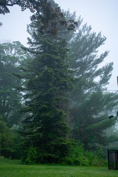 A Tall Green Tree on a Foggy Day in a Spring Suburban Backyard