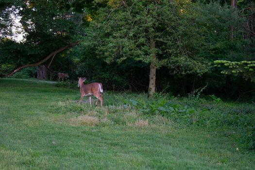 A Young Deer in a Patch of Grass in a Suburban Backyard