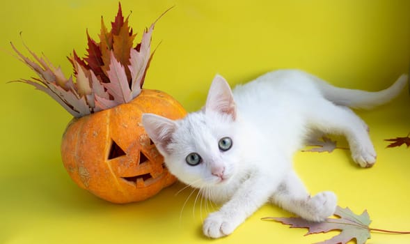 Funny pumpkin on a yellow background next to a white cat, looking at the camera.The Concept Of Halloween.
