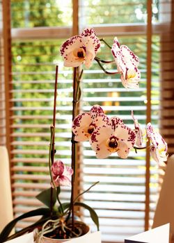flowers of white orchid on the windowsill