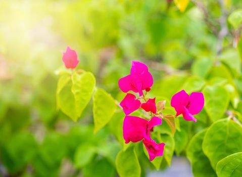 Bougainvillea red tropical flower with green leaf and sunlight on blurred background, Macro
