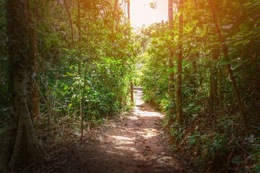 Way in forest with green leaf and sunlight background