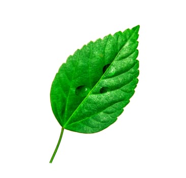 Tropical green leaf with drop water isolated on white background, Leaf from natural tropical forest