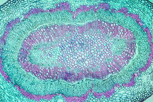 Oak fruit stem in cross section 100x