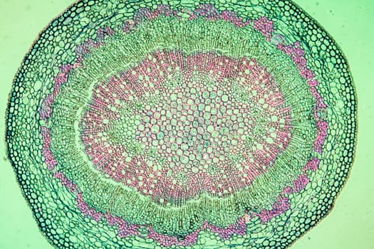 Oak fruit stem in cross section 100x