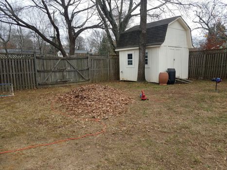 pile of leaves with white shed and rain barrels in backyard