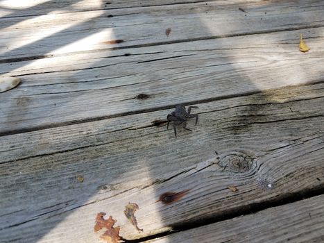 grey crab in shadows on wooden boardwalk