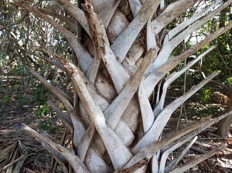 tropical palm tree bark with fibers on trunk