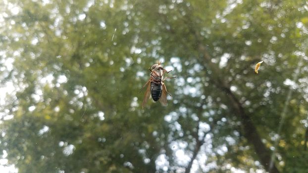 large fly or horsefly insect on car glass windshield