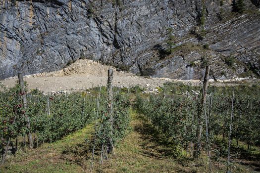  Apple farm on the way Annapurna Circuit Trek, Nepal