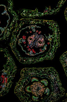 Margarite flower under the microscope 100x