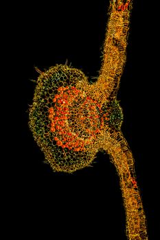 Weeping willow leaf in cross section 100x