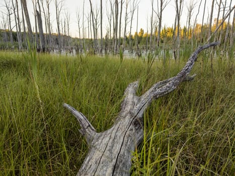 morning in summer swamp with dry gray tree trunk in foreground and blurry background - selective focus wide angle shot.
