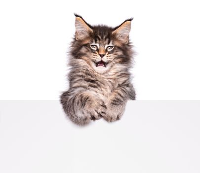 Maine Coon kitten holding sign or banner. Funny pet cat showing placard with space for text. Beautiful domestic kitty with blank board, isolated on white background.