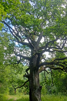 Beautiful big old green oak tree in the forest