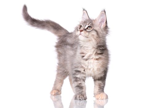 Maine Coon kitten 2 months old. Cat isolated on white background. Portrait of beautiful domestic kitty.