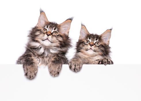 Maine Coon kittens holding sign or banner. Funny pets cats showing placard with space for text. Two beautiful domestic kitty with blank board, isolated on white background.