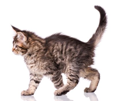 Maine Coon kitten 2 months old. Cat isolated on white background. Portrait of beautiful domestic black tabby kitty.