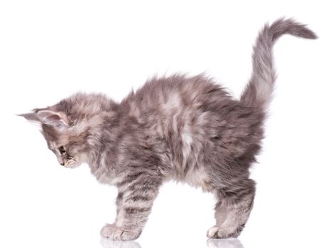 Maine Coon kitten 2 months old. Cat isolated on white background. Portrait of beautiful domestic gray kitty.