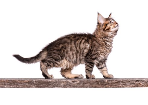 Fluffy beautiful black tabby Maine Coon kitten. Cat isolated on white background. Portrait of beautiful domestic kitty on old wooden stick.