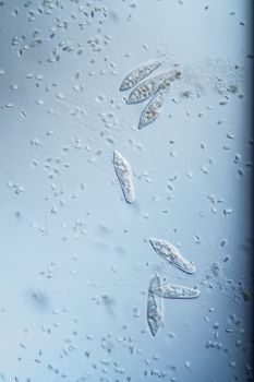 Ciliate plankton unicellular in drops of water 100x
