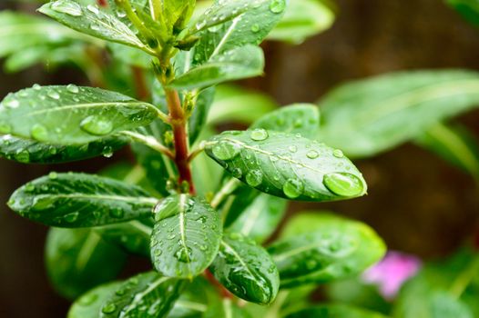 Raindrops on leaf. Raindrop on leaves images. Beautiful rainy season, water drop on green leaf, small flower plant, nature background.