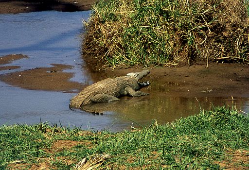 Crocodile in the river course of East Africa