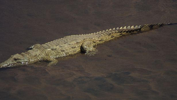 Crocodile in the river course of East Africa