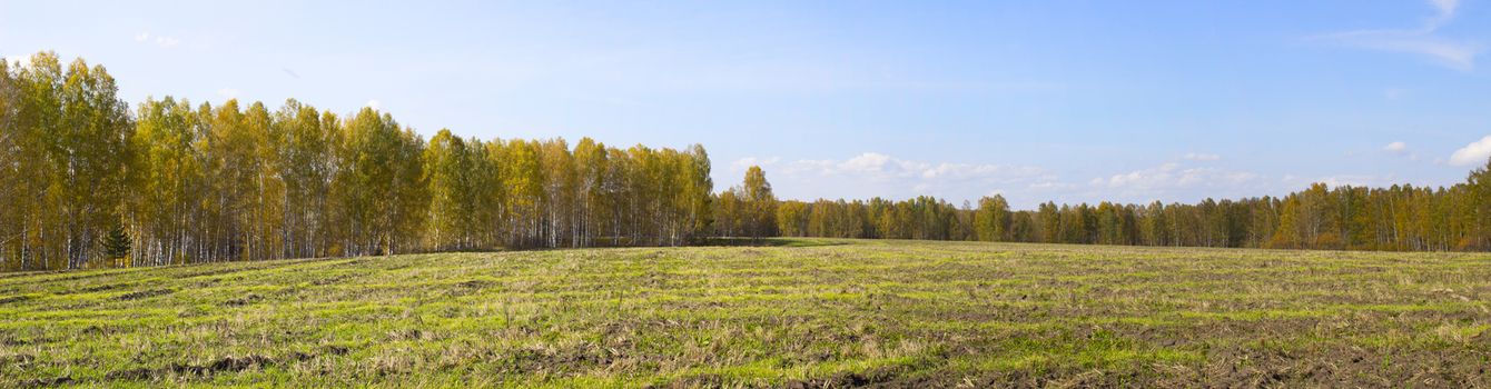 Autumn nature in panorama. Autumn yellow forest and field. Blue sky with clouds over the forest.