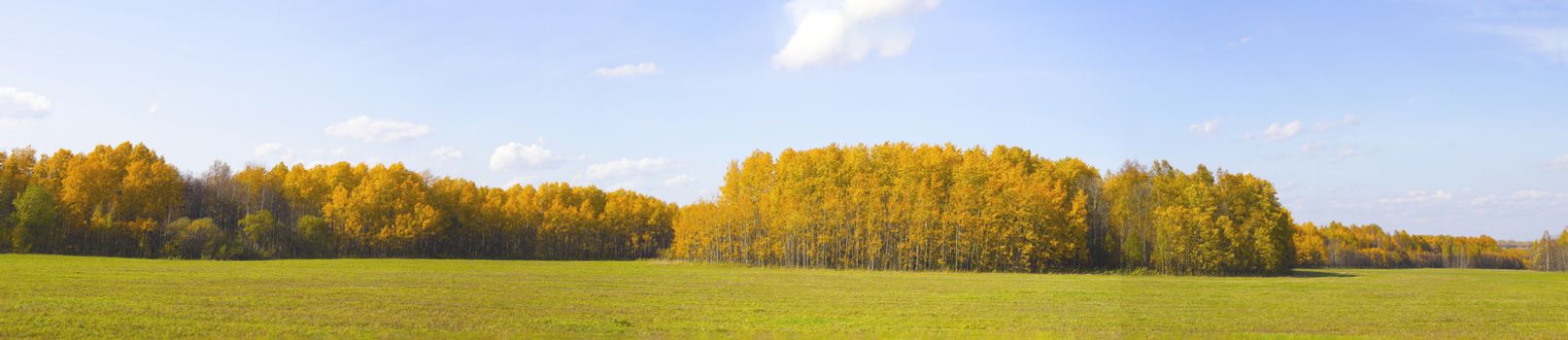 Autumn nature in panorama. Autumn yellow forest and field. Blue sky with clouds over the forest.