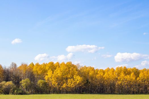 Autumn yellow forest and field. Blue sky with clouds over the forest. The beauty of nature in autumn.