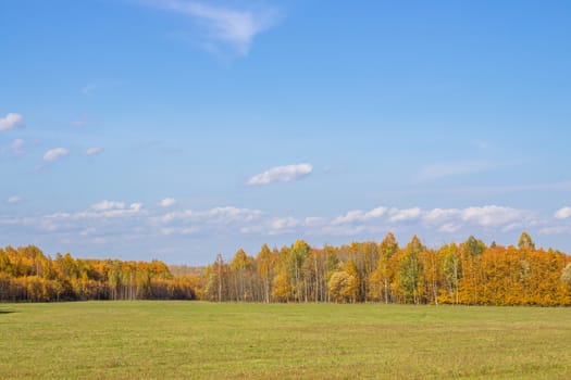 Autumn yellow forest and field. Blue sky with clouds over the forest. The beauty of nature in autumn.