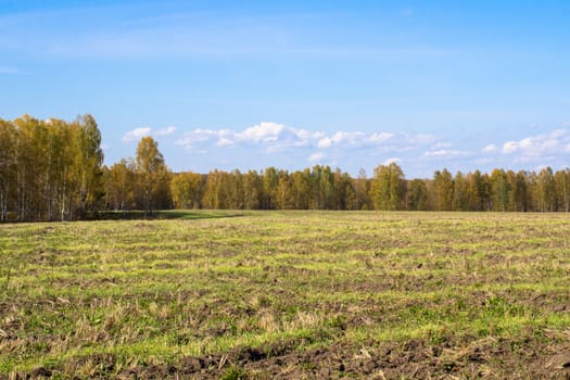 Autumn yellow forest and field. Blue sky with clouds over the forest. The beauty of nature in autumn.