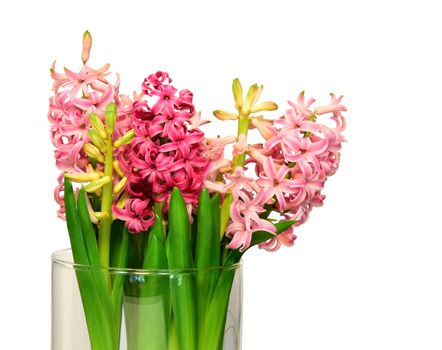 Hyacinths isolated in white background